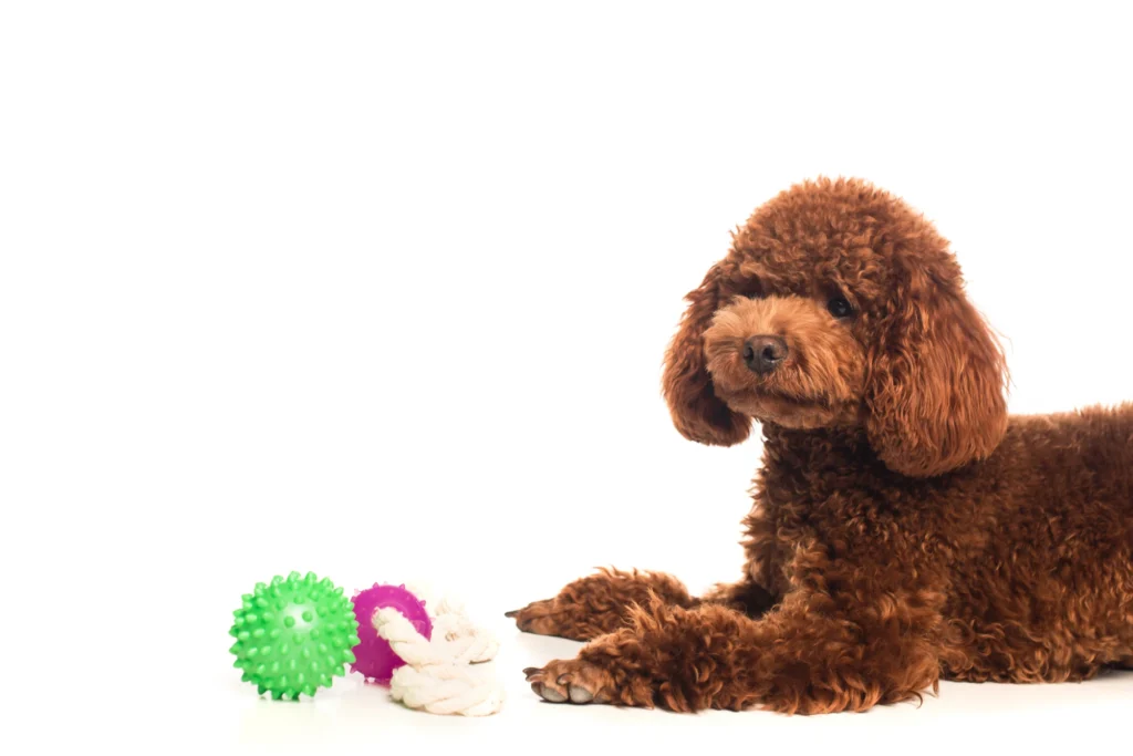 Toypudel lying beside chew toys on white background, alert posture and curly coat showing playful indoor behavior