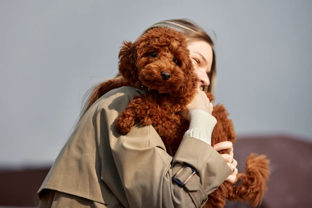 Toypudel cuddled in arms, soft curls and gentle eyes visible, expressing trust, warmth, and emotional connection